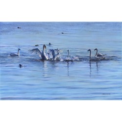 Spring Swans